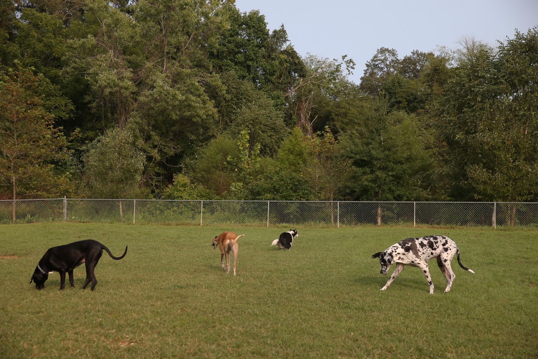 202009015_cdp_news_ dog park216.JPG
